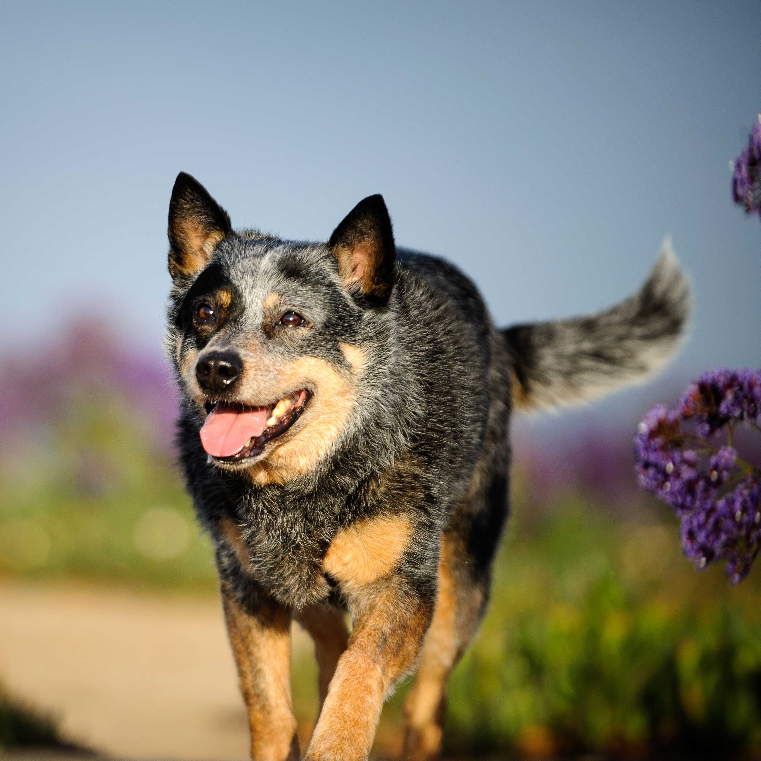 Rose had been asking certain people if they were interested in taking her dog after she passed. She wanted it to go to the right person.