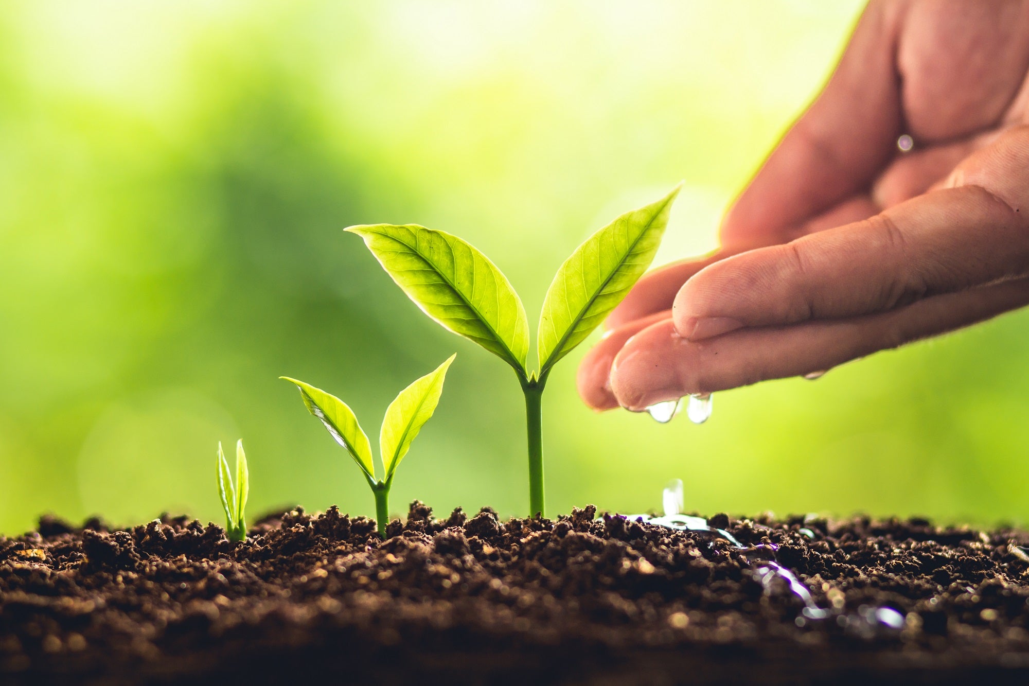 Plant Growing